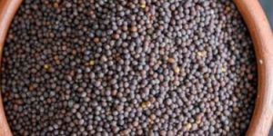 Mustard Seeds