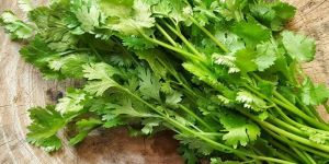 Fresh Coriander