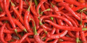 Fresh Red Chilli