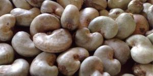 Raw Cashew Nuts