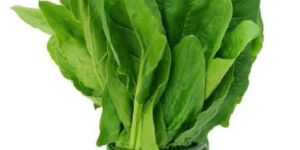 All Type OP Vegetable Seeds