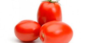 F1 Hybrid Tomatoes Seeds
