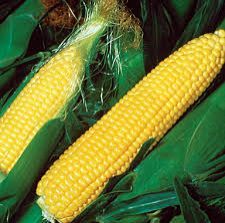 Hybrid Maize Seeds