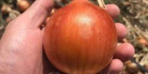 Onion Light Red Seeds