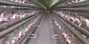 Poultry Battery Cages