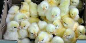 Broiler Chicks