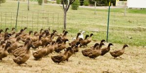 Khaki Campbell Ducklings