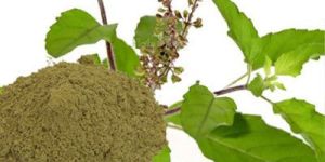 Tulsi Extract