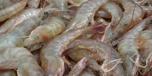 Vannamei Shrimp