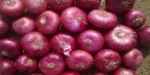 Red Onion