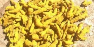 Turmeric Finger Bits