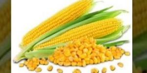 Yellow Corn Maize