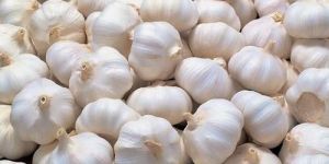 Natural Fresh Garlic