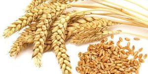 Natural Wheat Seeds