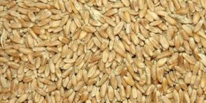 Organic Wheat Seeds