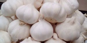 White Fresh Garlic