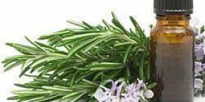 Rosemary Extract