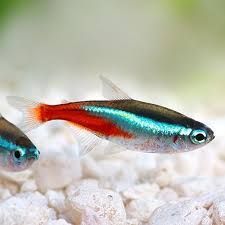 Neon Tetra Fish