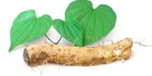 Wild Yam