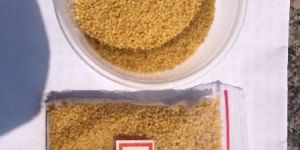 Foxtail Millet