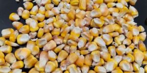 Yellow Maize
