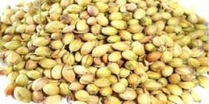 Coriander Seeds