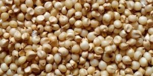 Sorghum