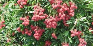 Litchi Plant
