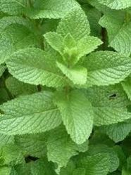 Mentha Plant