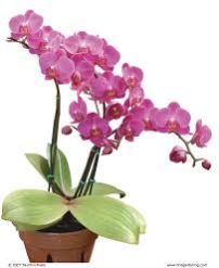 Orchid Plant