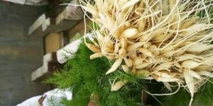 Organic Shatavari Plant