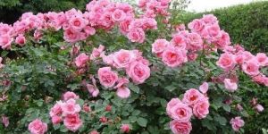 Pink Rose Plant