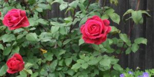 Red Rose Plant