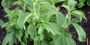 Stevia Plant