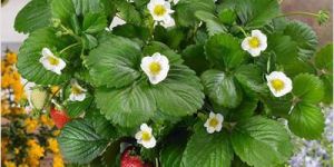 Strawberry Plant