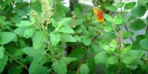Tulsi Plant
