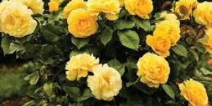 Yellow Rose Plant