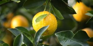 Fresh Lemon