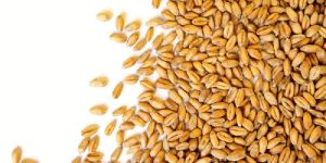 Wheat Seeds