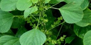 Acalypha Indica Leaf