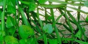 Cissus Quadrangularis Plant