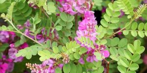 Indigofera Tinctoria Leaf