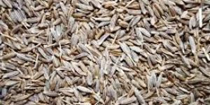 Organic Jeera Seeds