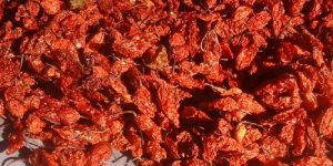 Oven Dried Bhut Jolokia Chilli