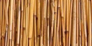 Raw Bamboo