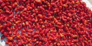 Sun Dried Bhut Jolokia Chilli
