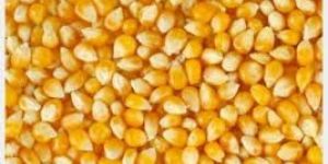 Yellow Maize
