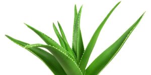 Fresh Aloe Vera Leaves