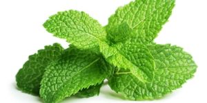 Fresh Mint Leaves