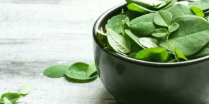 Fresh Moringa Leaves